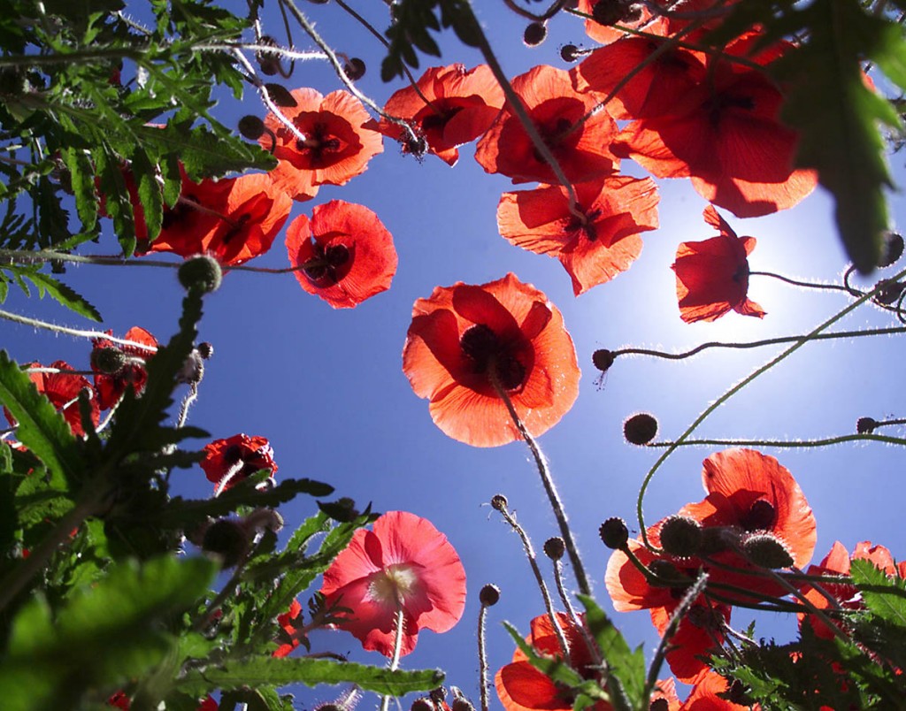 Wildflower poppies rise out of the ground towards the blue sky. Wildflower poppies rise out of the ground towards the blue sky.
